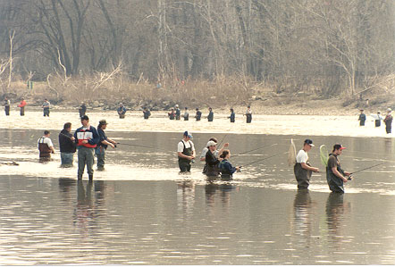 maumee river walleye run walleyes ohio spring